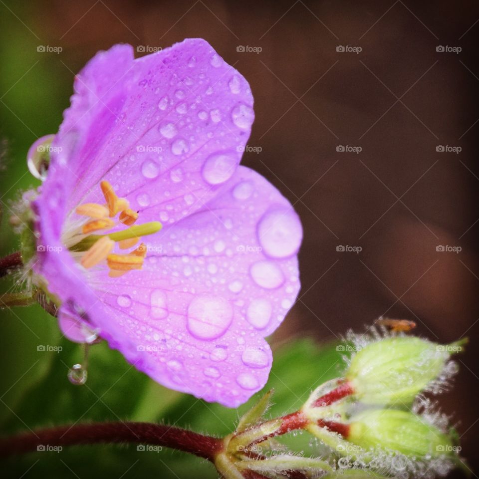 Rain Day. Purple flower covered in rain droplets