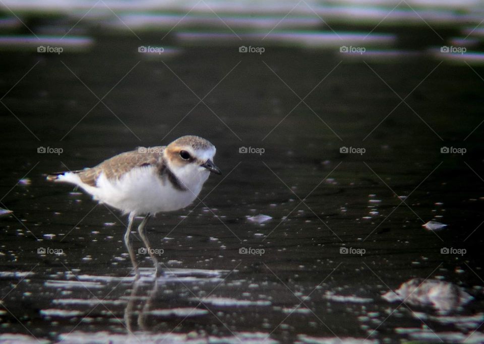 Kentish plover. Small size & soliter shirebird for its feeding on at esuarya site of lowland habitat. The bird's so interest with sea warm. Interest for many to the land at the late afternoon.