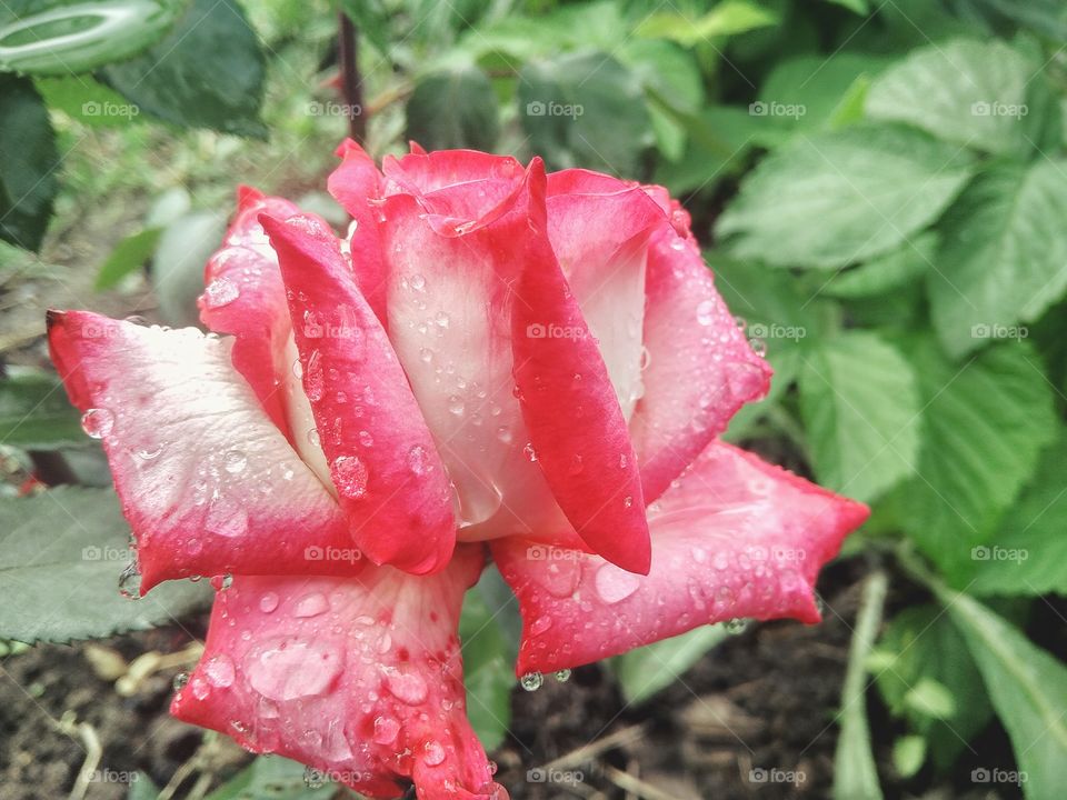 рink rose