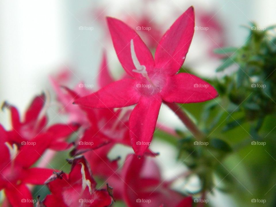 Pentas flowers 