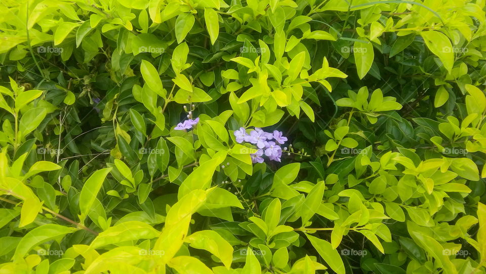 Leaf, Nature, Flora, Garden, Summer