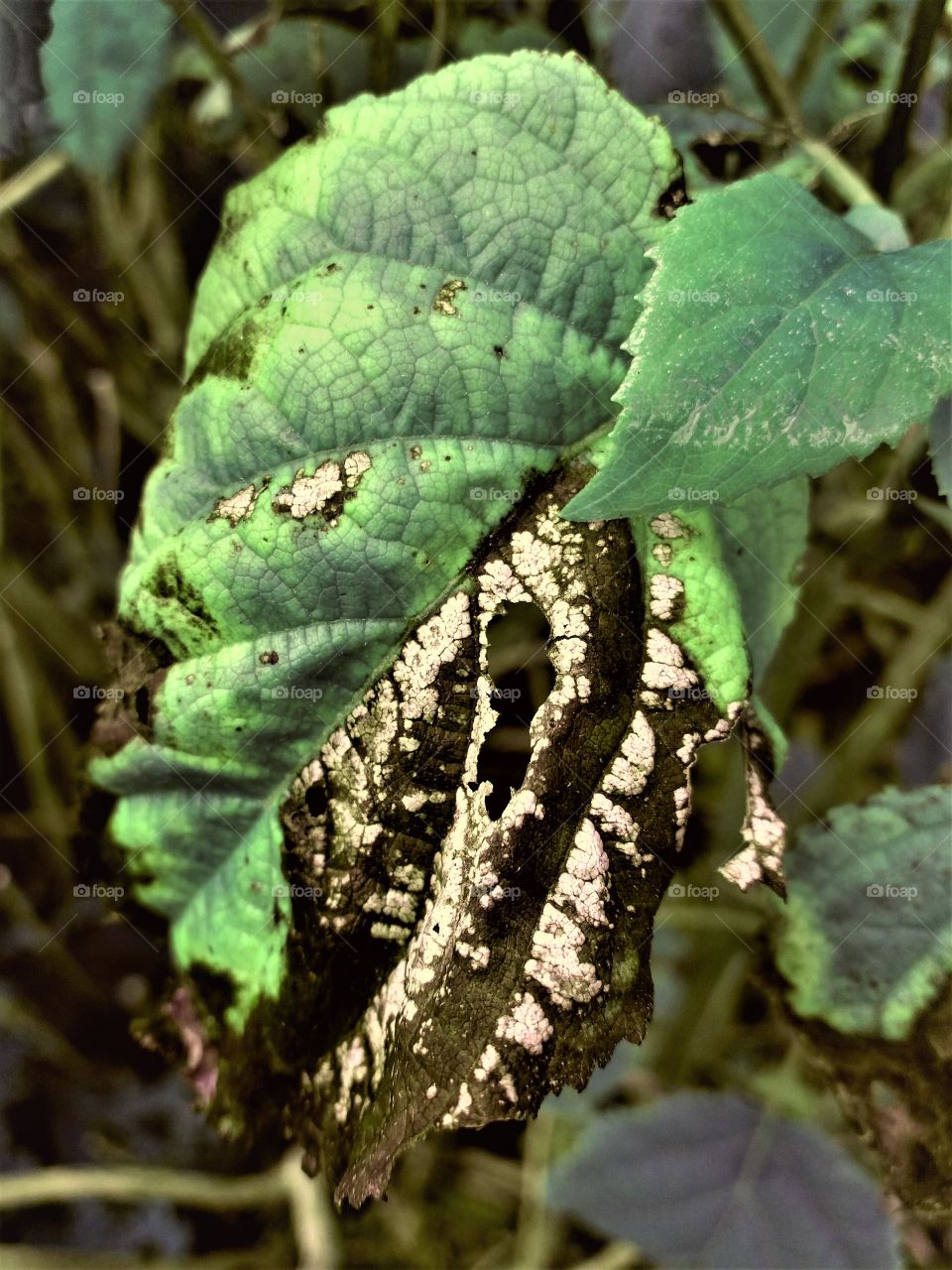 dying leaf