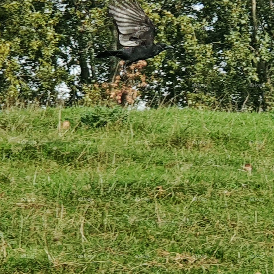 A beautiful black Crow just about to fly into the sky. outside in the Netherlands.