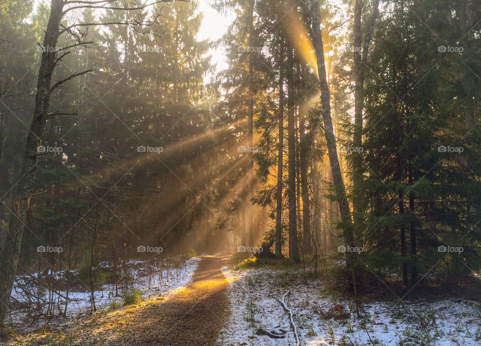 Sunburst through trees in forest