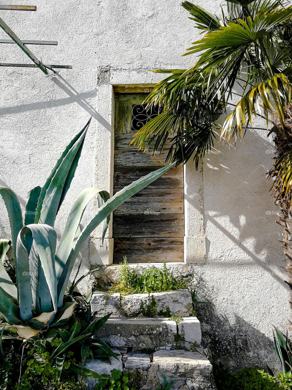 Mediterranean plants growing in front of wooden door of an old house