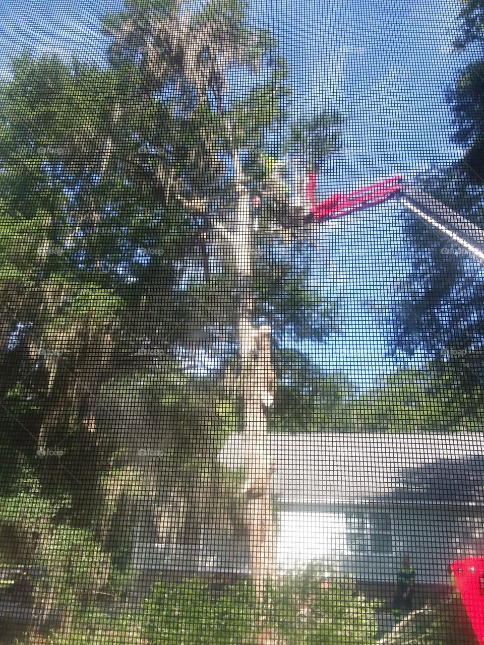 my favorite tree in the backyard had to be taken down today so no more "creepy demon " or beautiful moss from from her