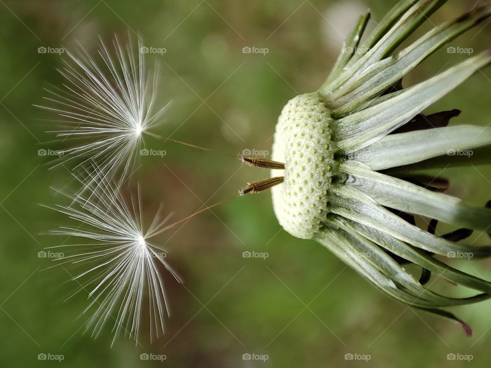 Dandelion2