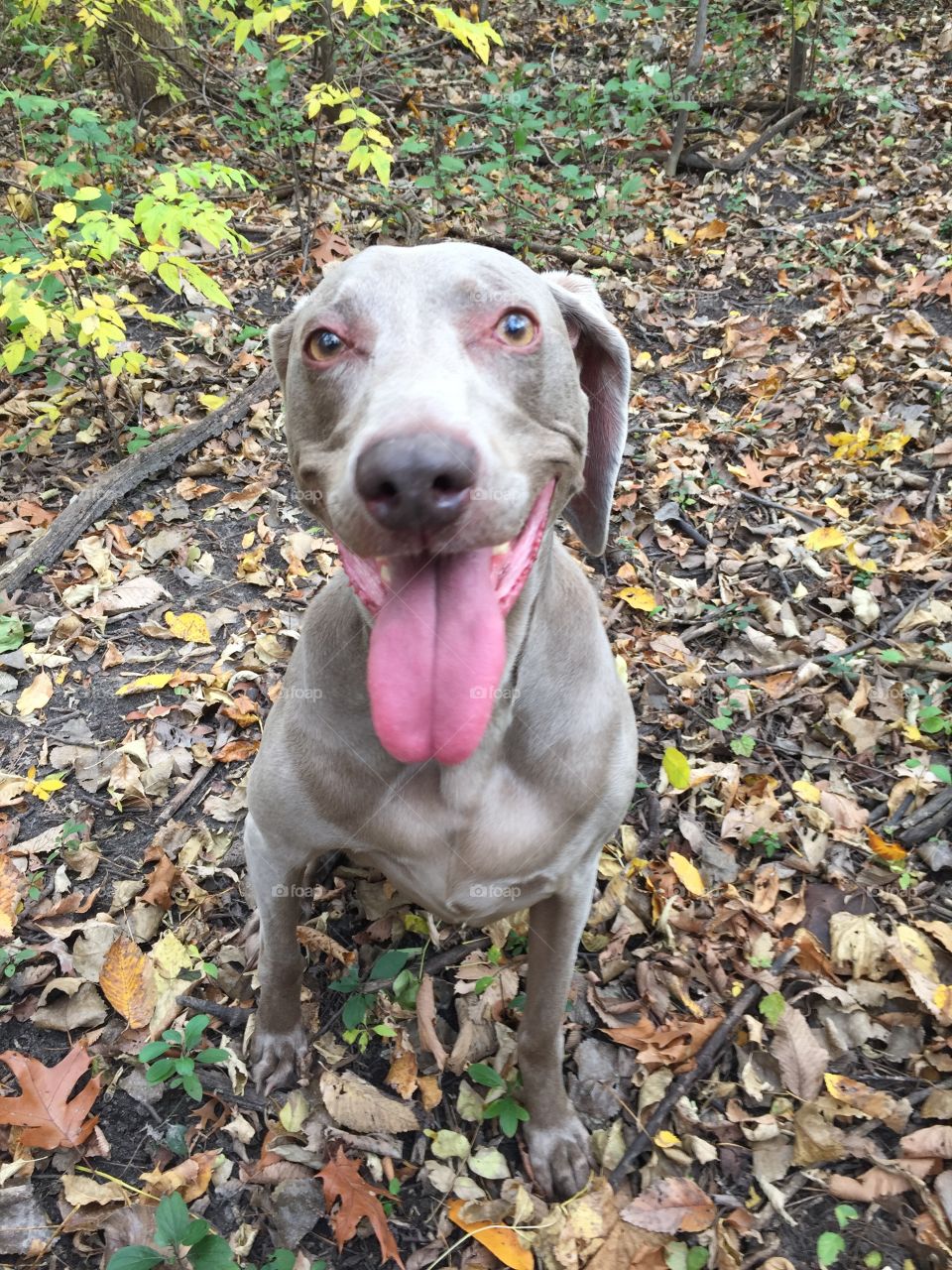 Weimaraner sticking tongue out