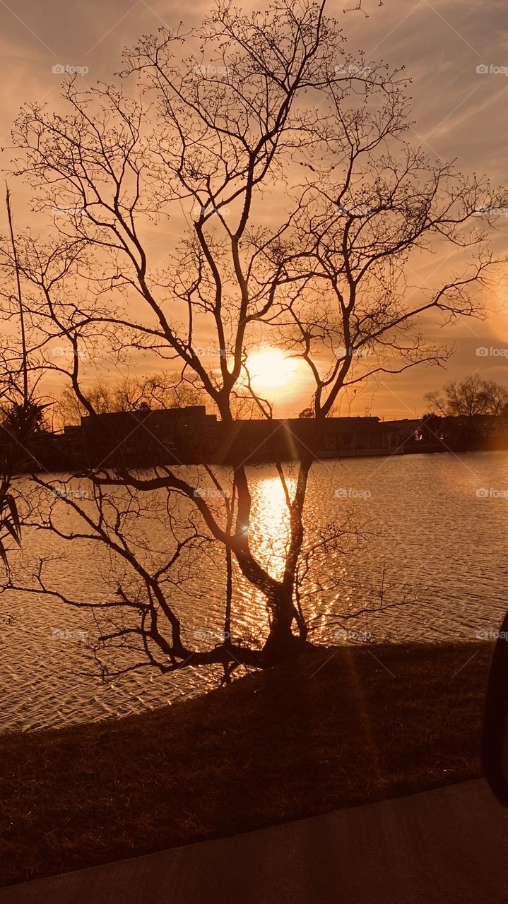 Bare tree trunks, branches, limbs,twigs all in the perfect setting of Gorgeous Sunset. On Lake Waters ripples with the wind long straight lines.