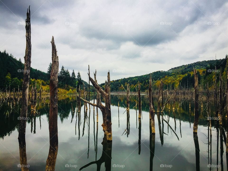 Tree trunks and stumps coming out of the water of a lake in autumn