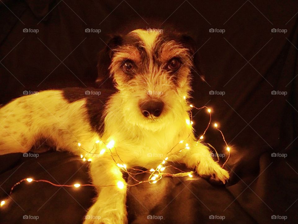 Cute Christmas dog