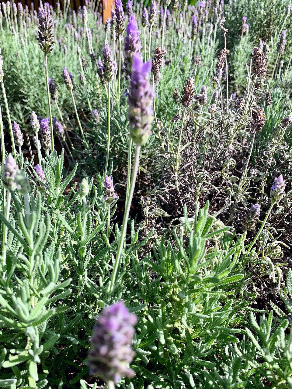 lavender field