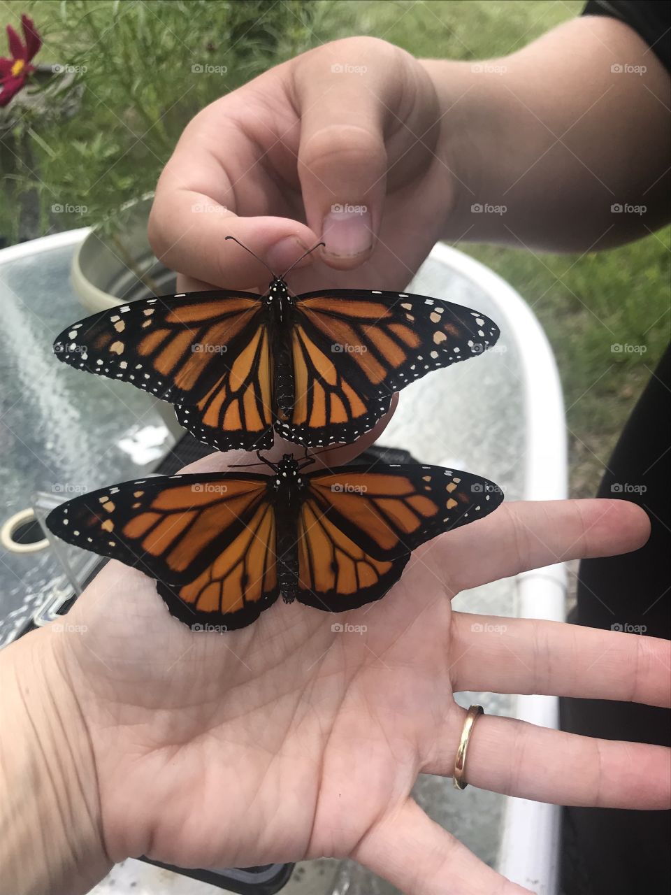 Female and male monarch 