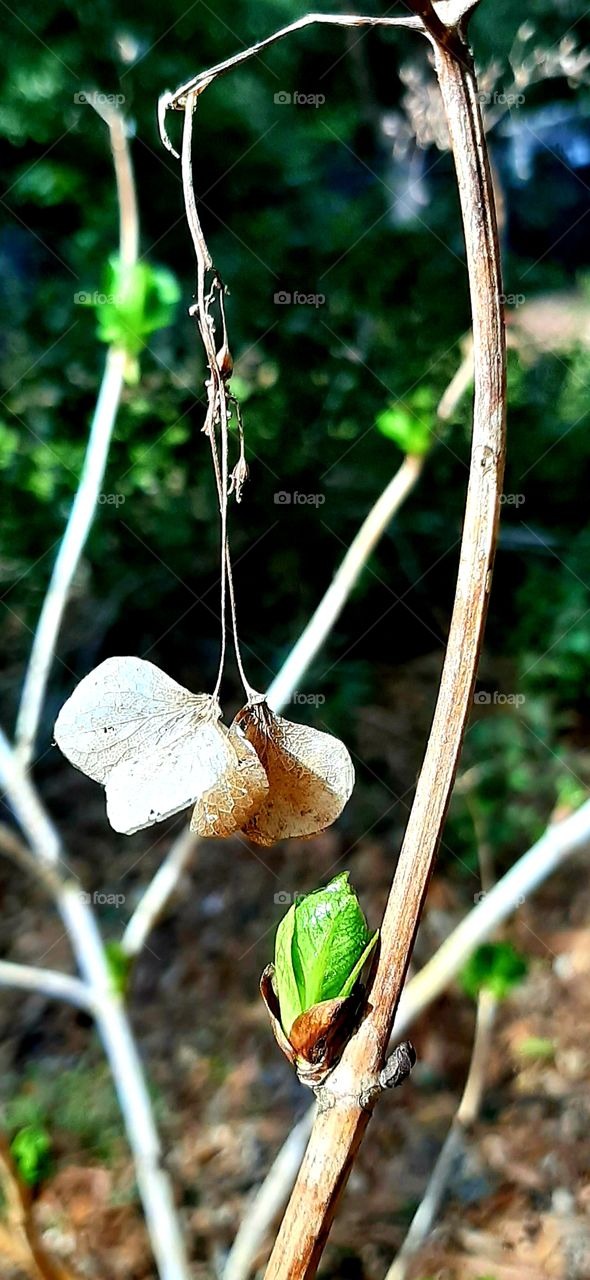 budding in the garden