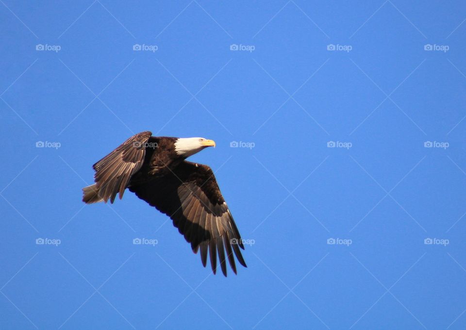 the soaring Bald Eagle