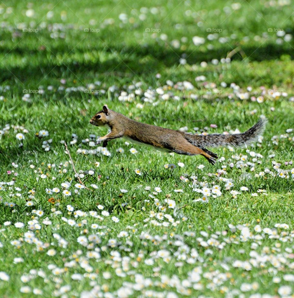 A squirrel leaping through a field of green grass and wildflowers