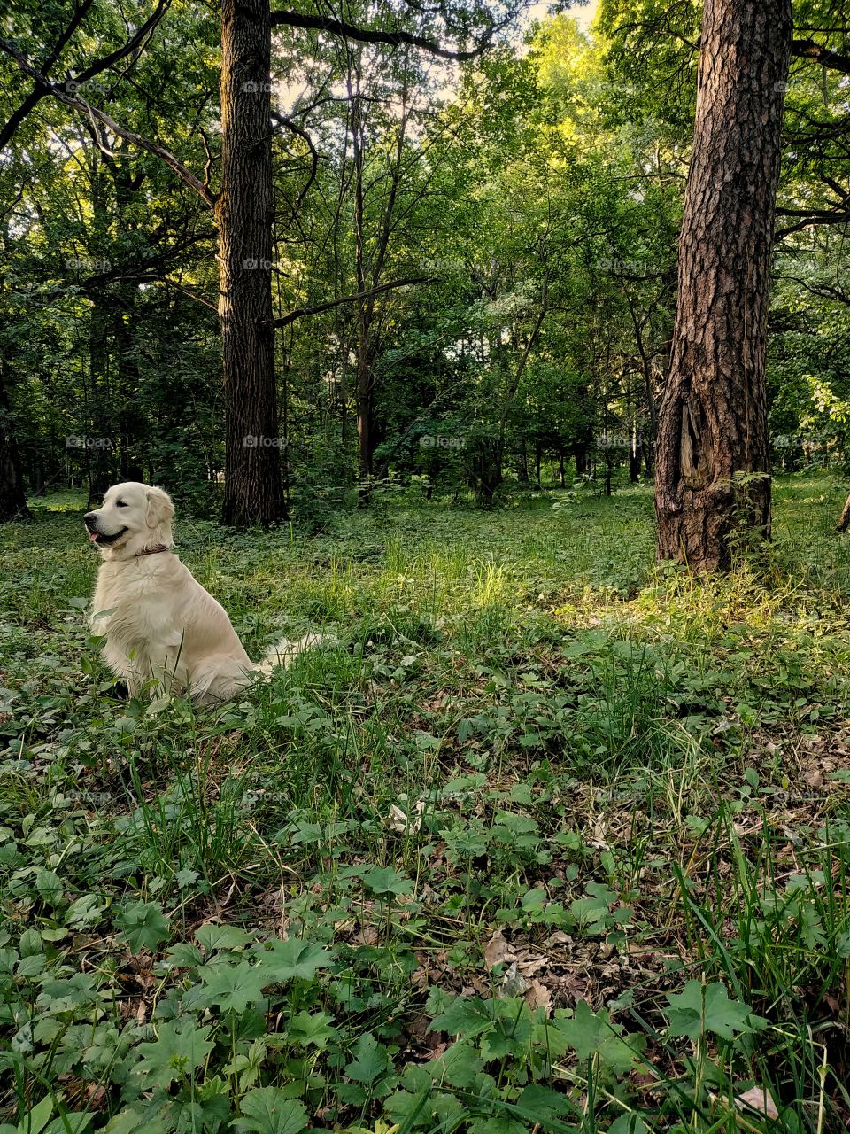 A dog in a morning forest.