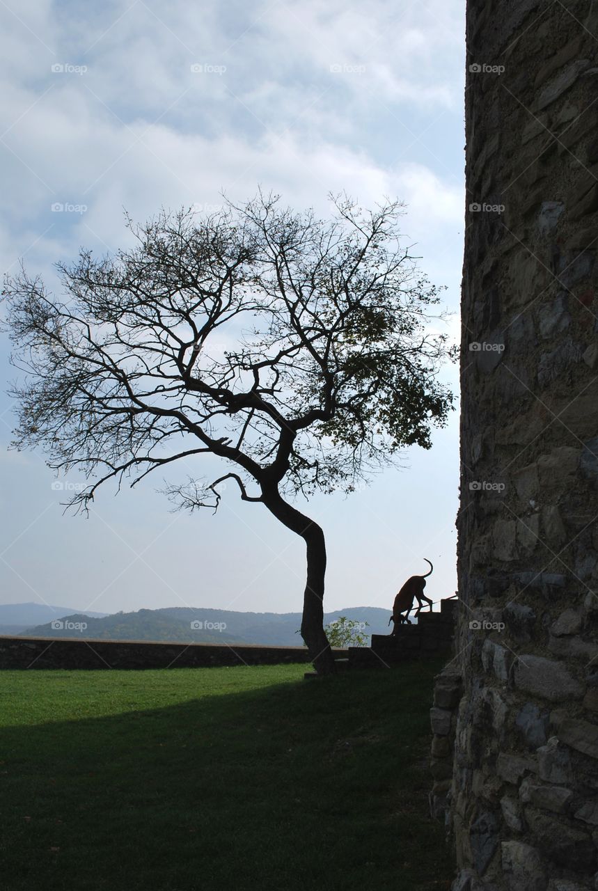 View of an old wall, dog and tree
