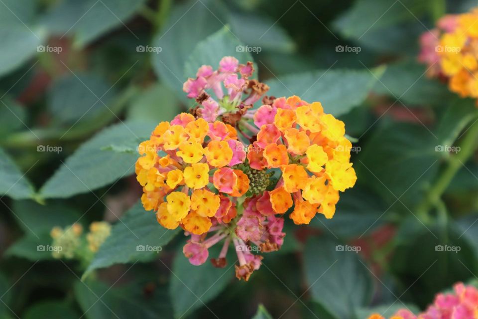 a close up of a bunch of flowers in a field