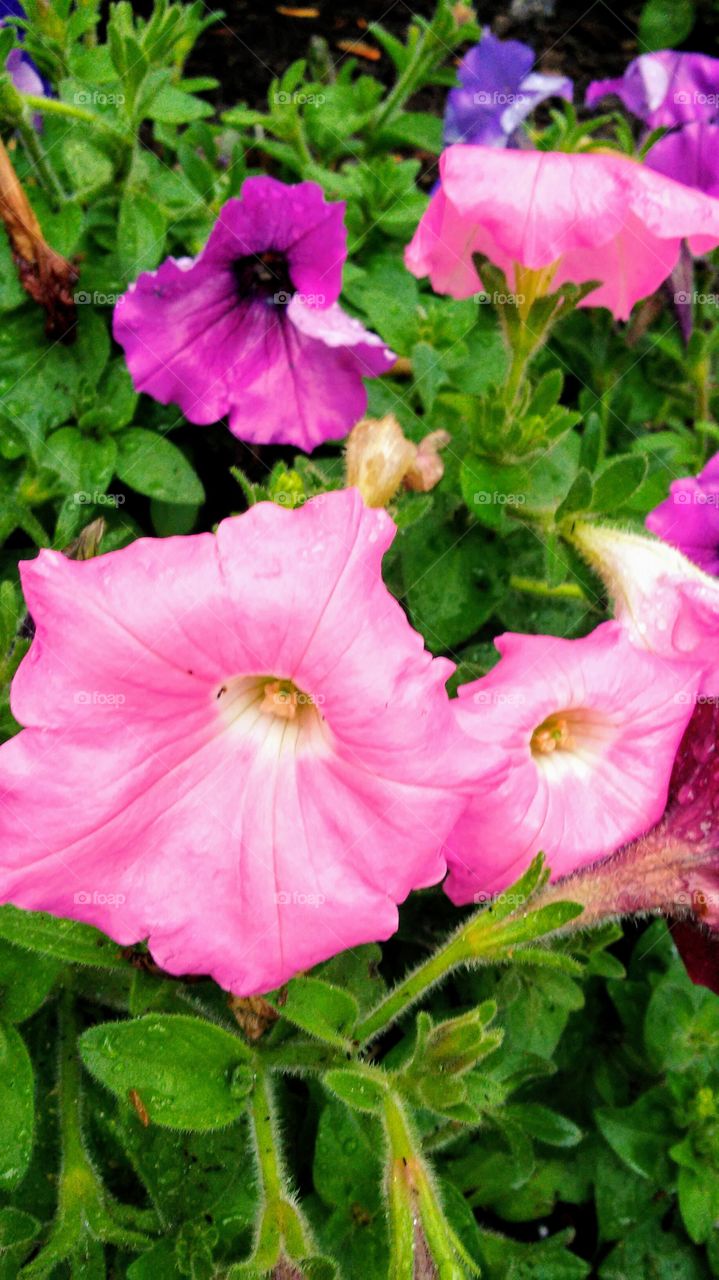 Flower, Flora, Nature, Garden, Blooming