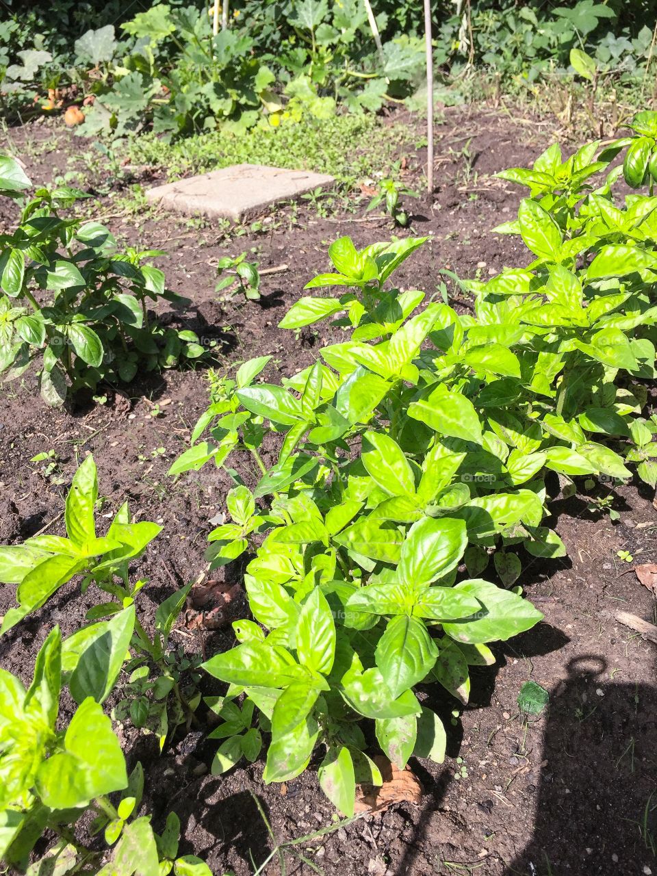 Organic Basilicum plants 