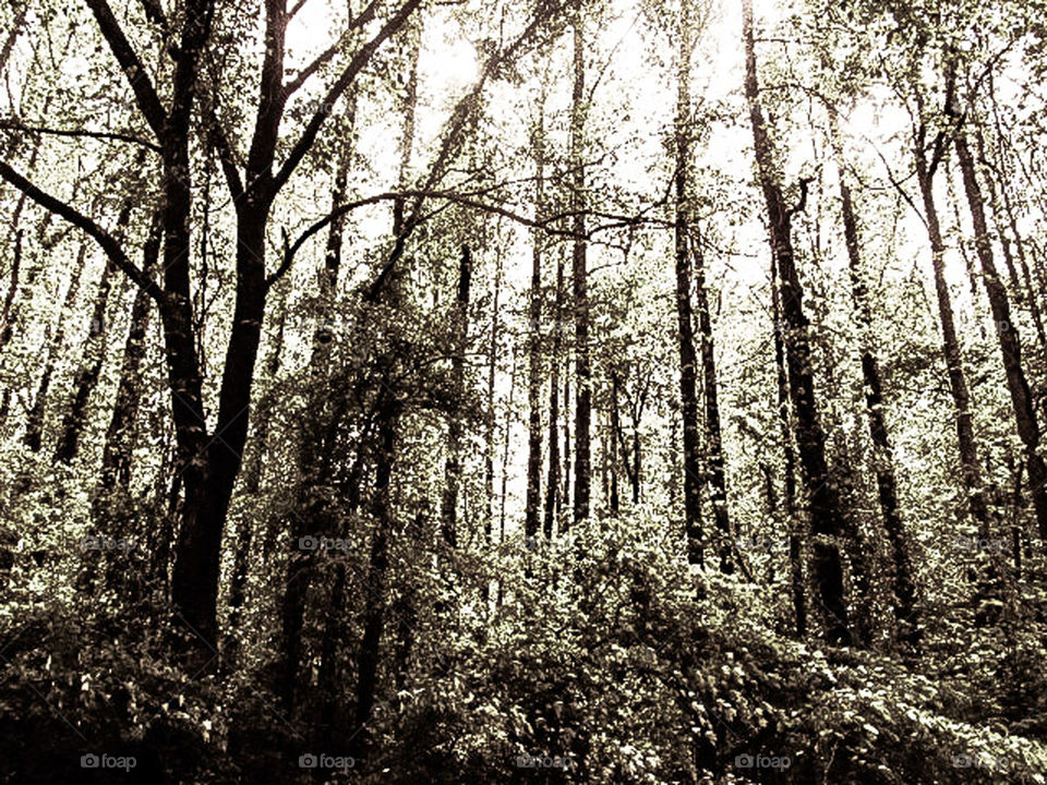 Forest Grayscale