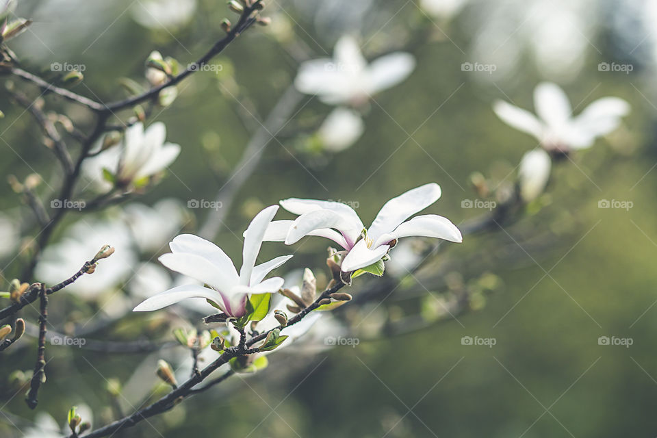 Spring flowers magnolia 
