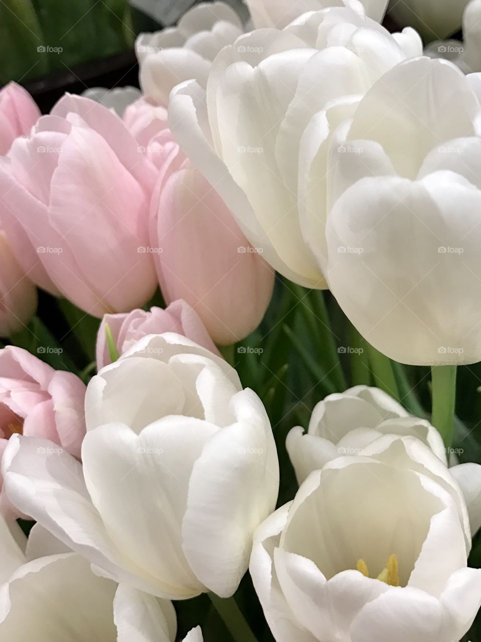 White and pink flower growing in filed