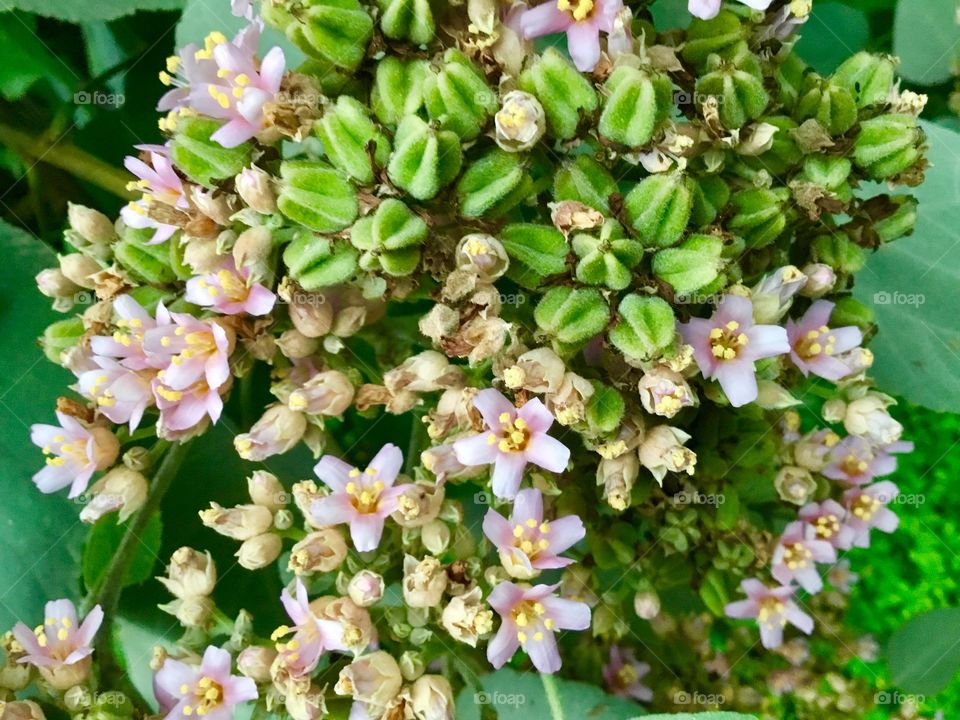 Tiny pink blooms