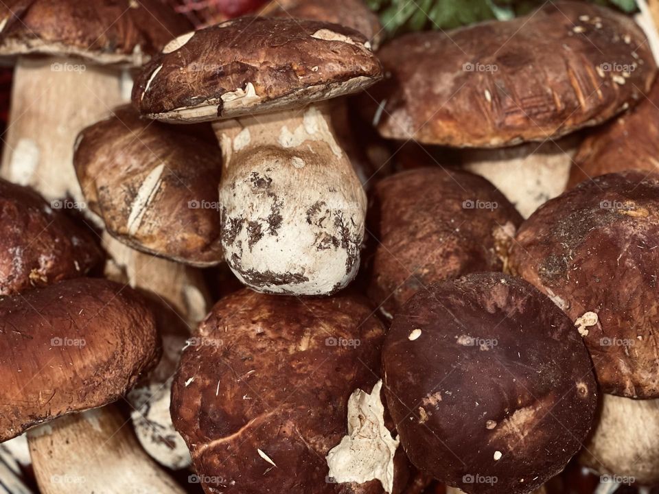 Freshly collected brown porcini mushrooms 