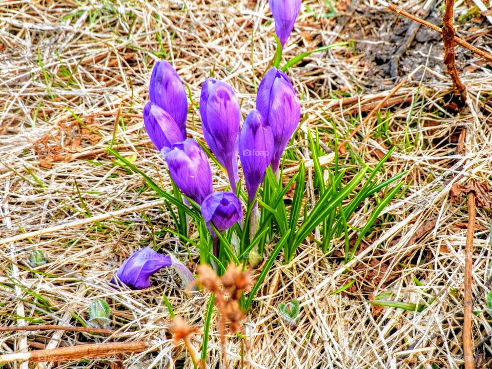 crocuses