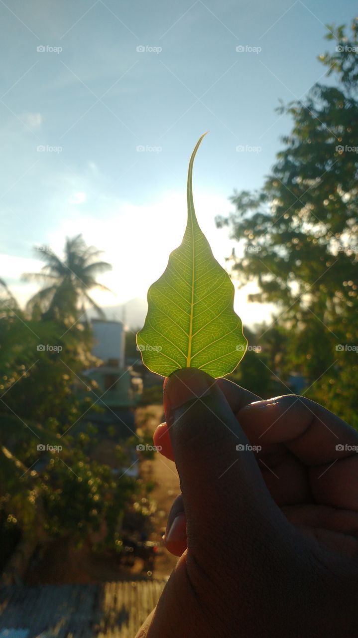 Leaf On Sunset