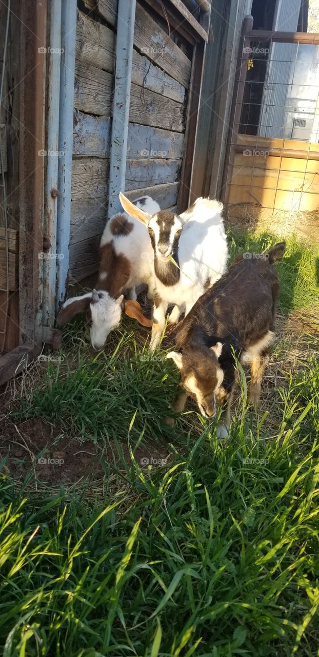 goats at sunset eating grass