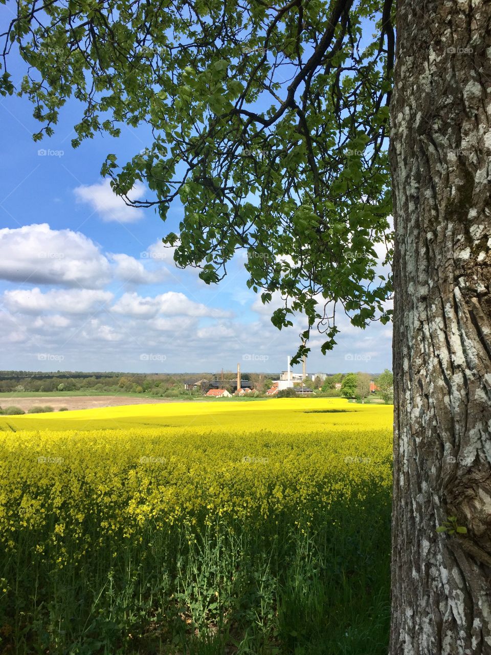 Field In Denmark, Fensmark 