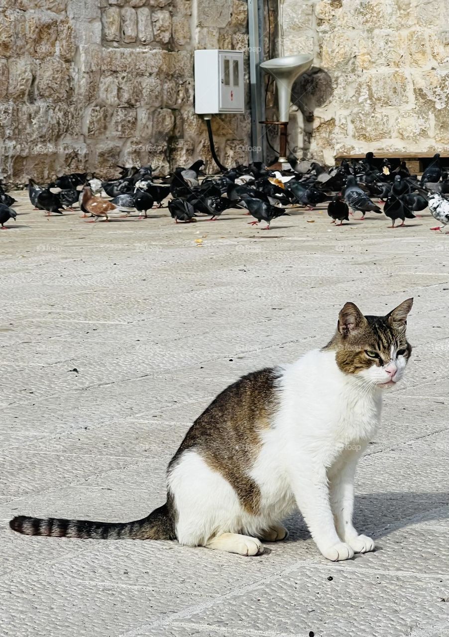 Cat among the pigeons 