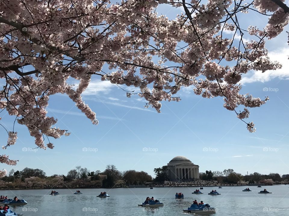 Cherry Blossoms at the D.C. Tidal Basin
