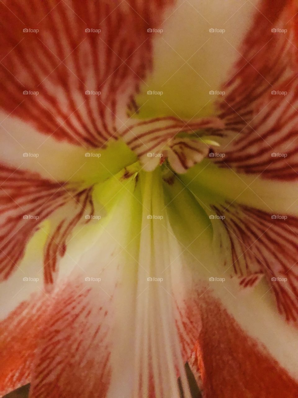 Red and white closeup of an amaryllis bloom. 