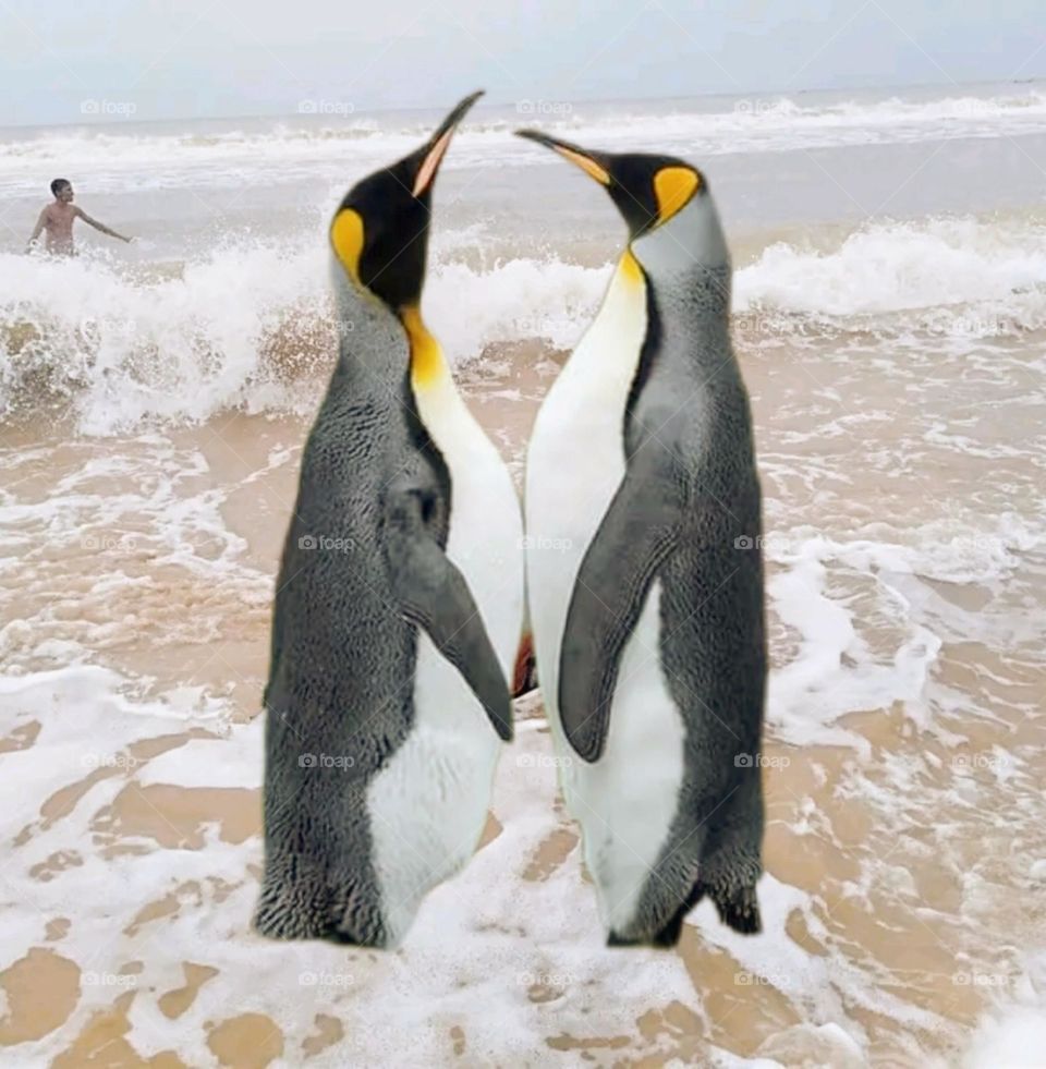 Two beautiful and attractive penguins on the beach.