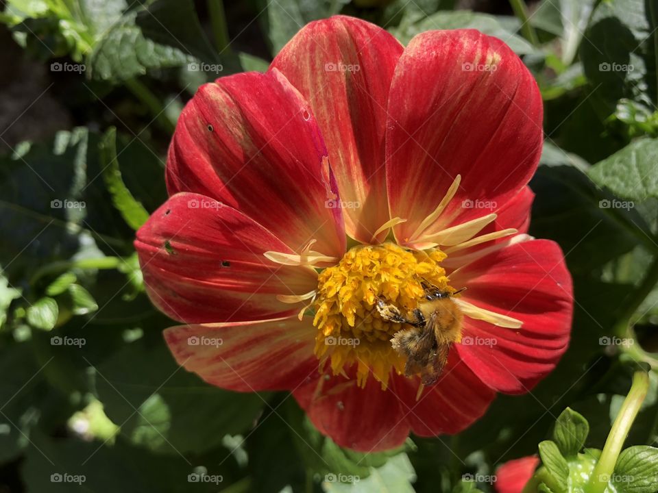 I captured this beautiful flower complete with bumble bee, nature at its best.