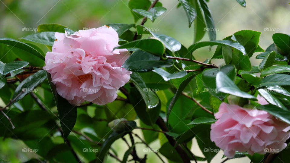 Plants with large blossoms