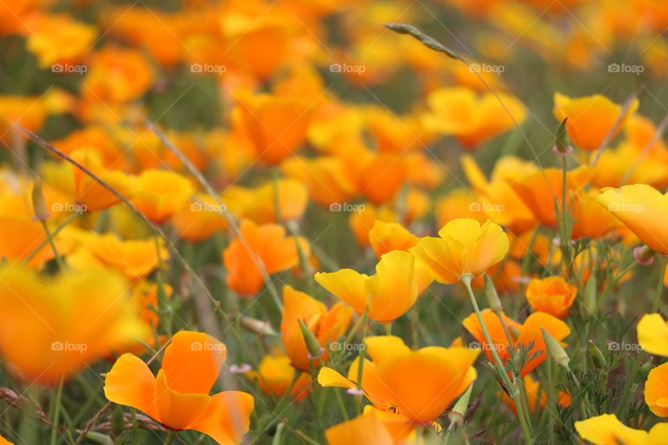 Field of orange poppy flowers