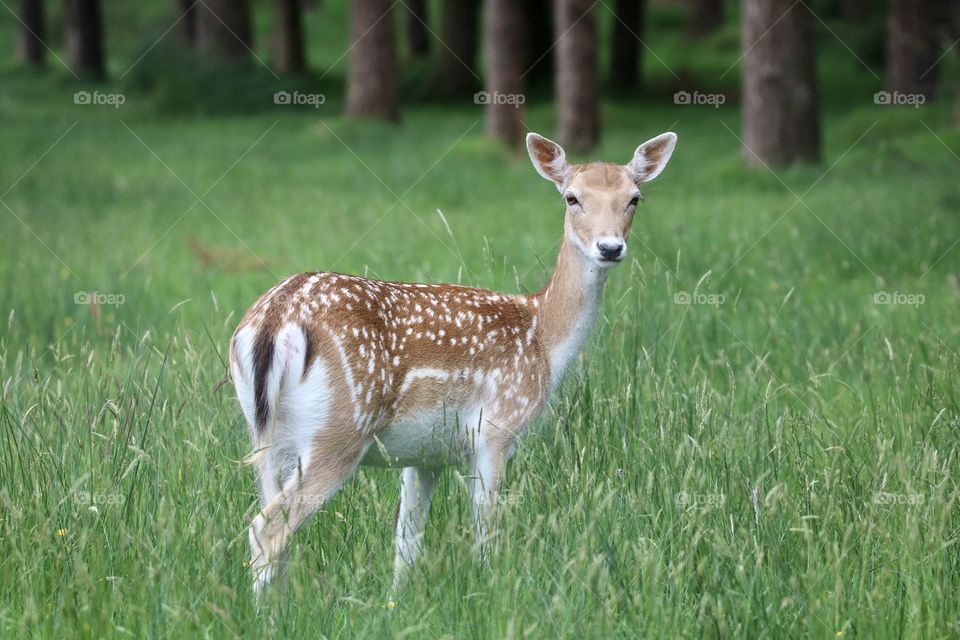 Young deer