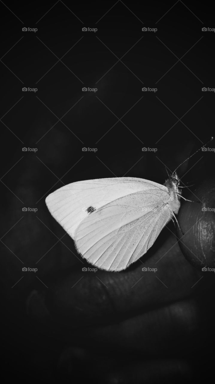 Una mariposa blanca coge todo el protagonismo cuando se resalta oscureciendo su alrededor.