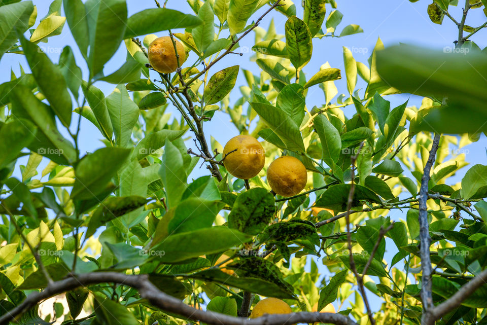 Lemons hanging on a tree in ibiza