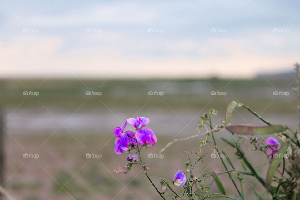 purple flower