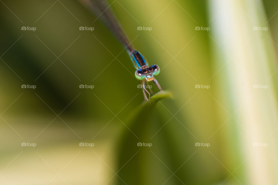 Dragonfly on green grass.