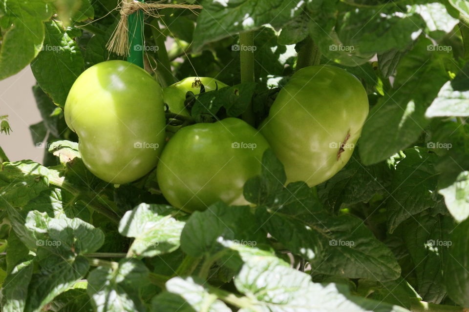 Green tomato