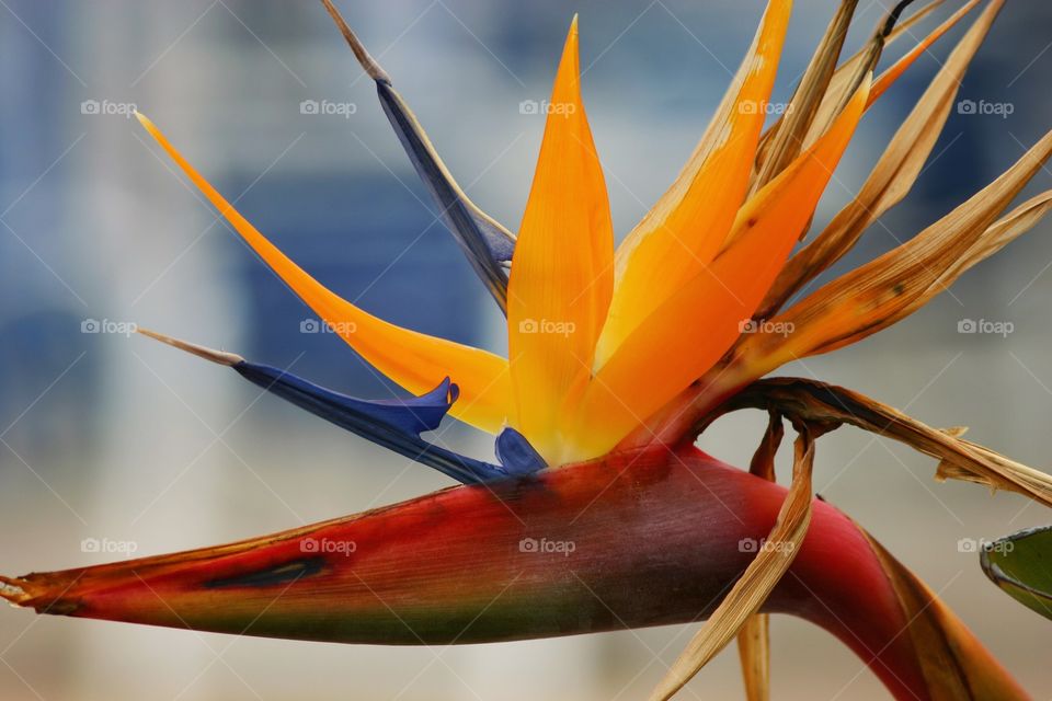 Close-up of bird of paradise flower