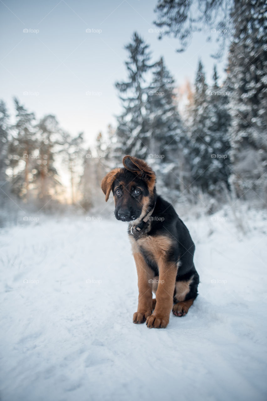 German shepherd puppy in a winter park 