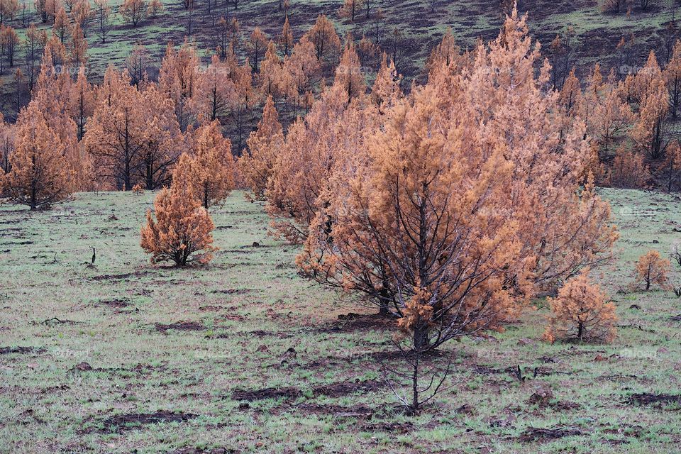 The aftermath of a fire a year ago leaves a forest of juniper trees blackened and contrasting with fresh green spring grass on a hill overlooking Central Oregon farmland. 